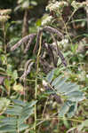 Maryland senna <BR>Wild senna